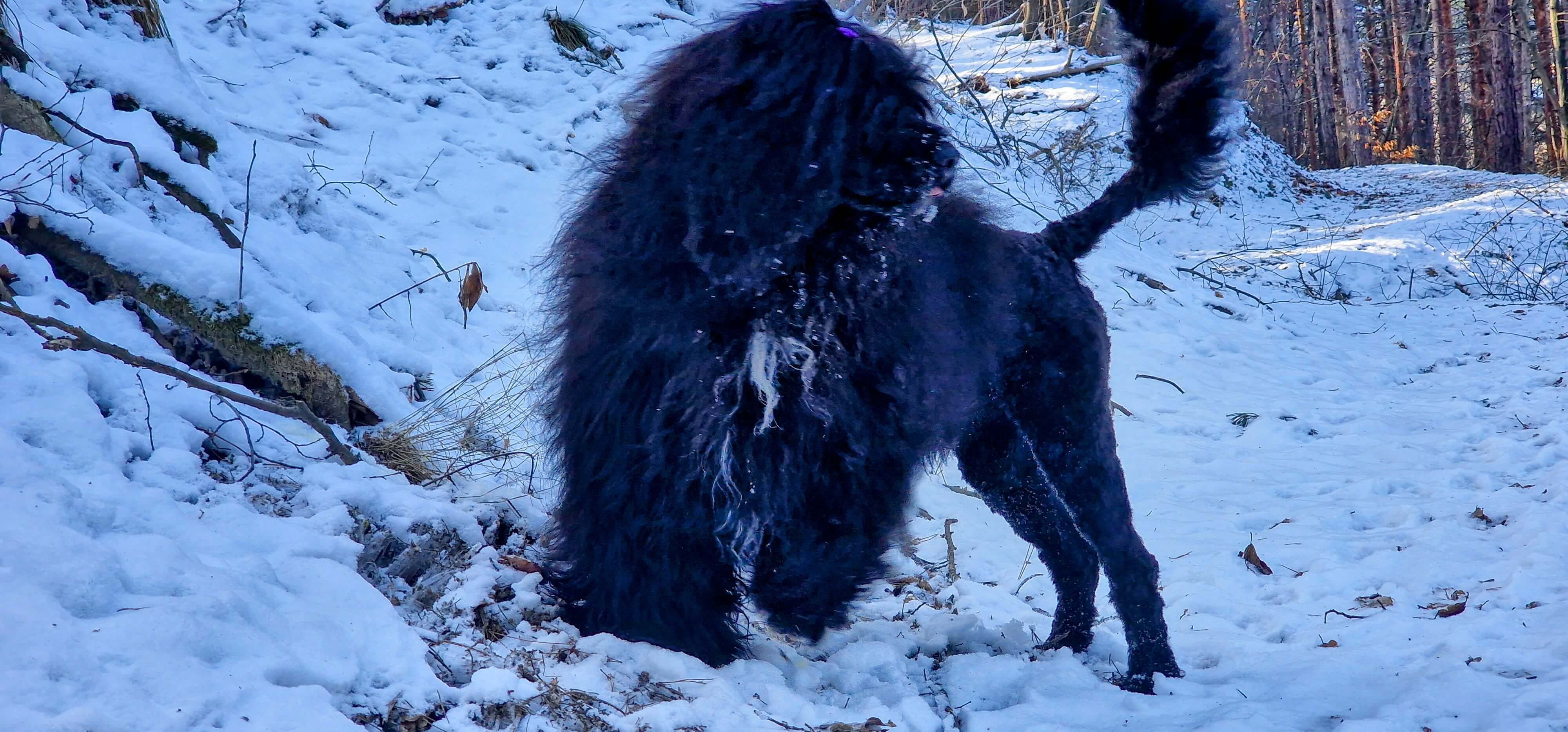 Portuguese Water Dog with puppies