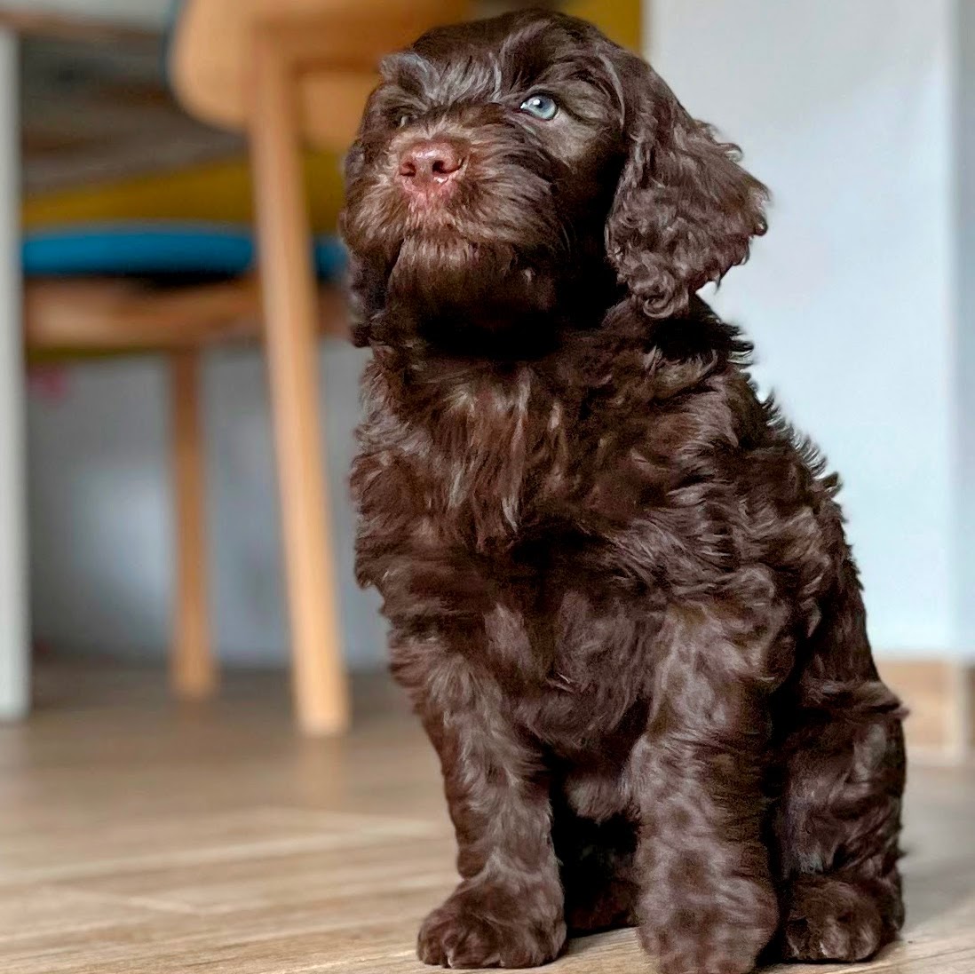 Portuguese Water Dog puppy playing