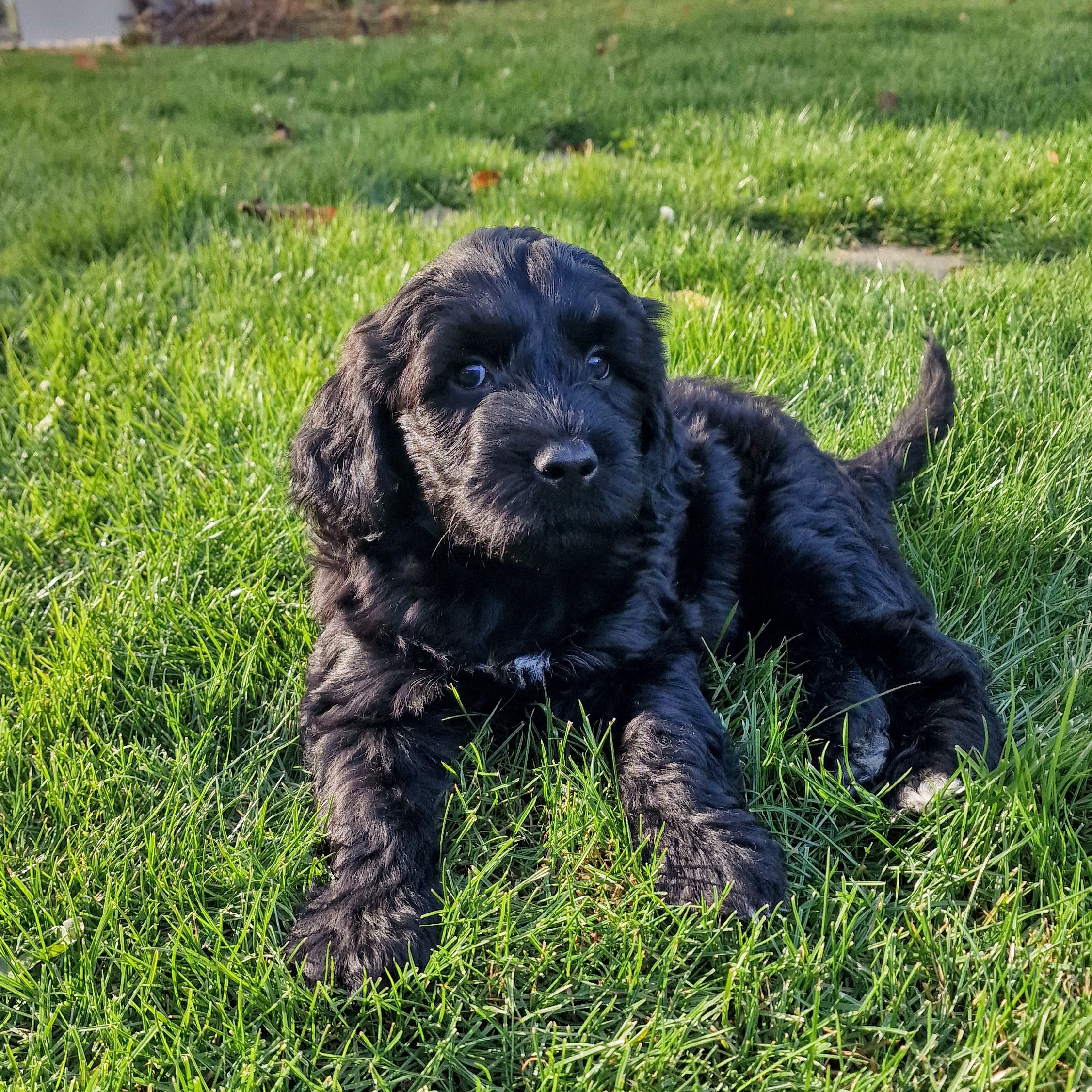 Portuguese Water Dog playing