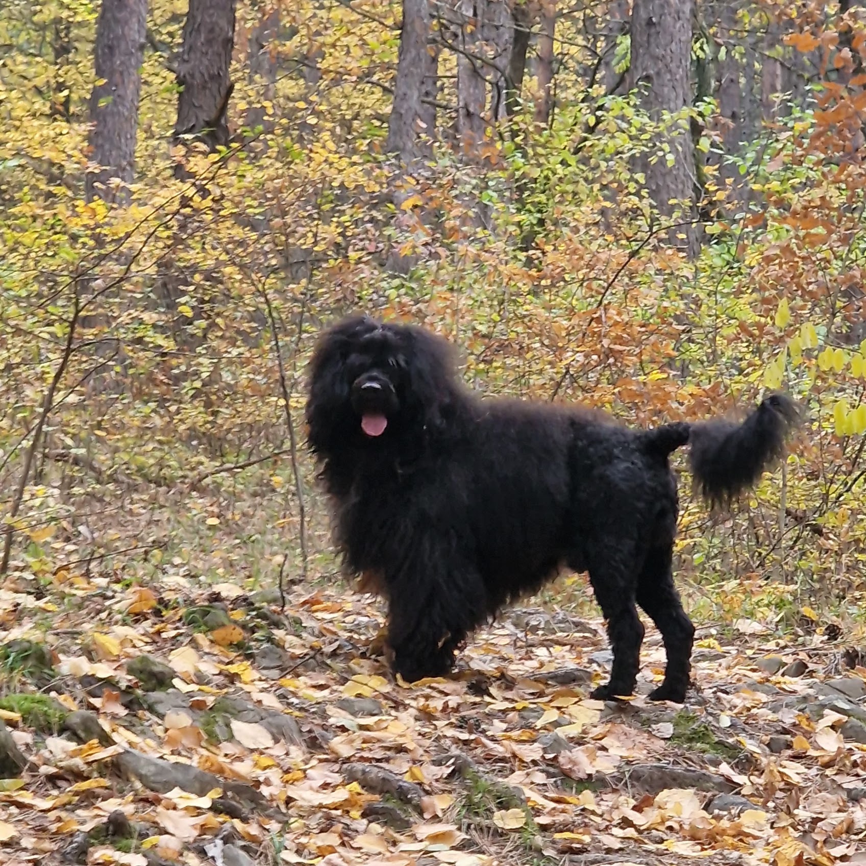 Portuguese Water Dog portrait